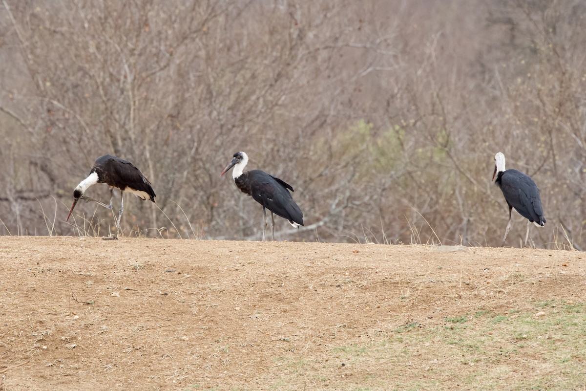 dunhalsstork - ML643441592