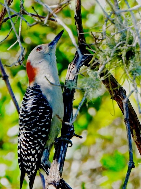 Red-bellied Woodpecker - ML643441594