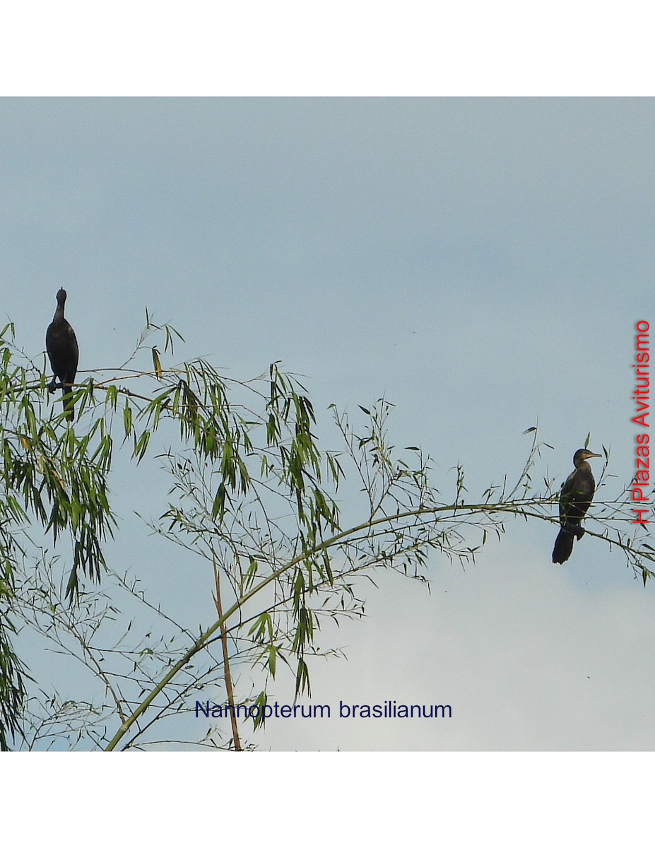 Neotropic Cormorant - ML643441601