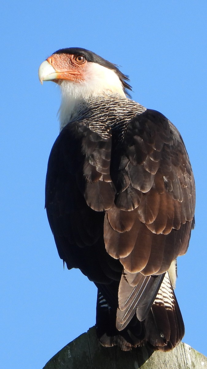 Crested Caracara - ML643441614