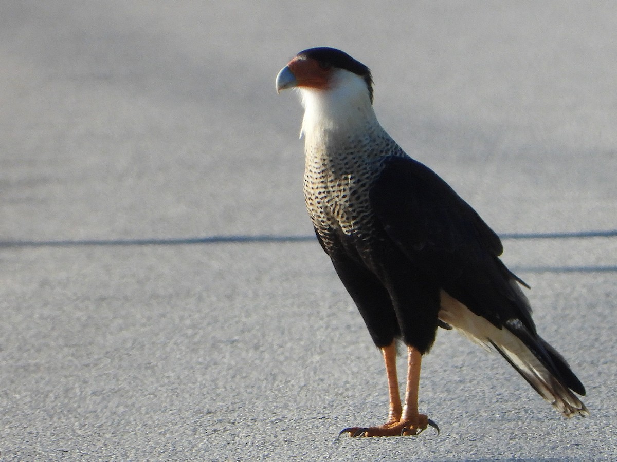 Crested Caracara - ML643441615