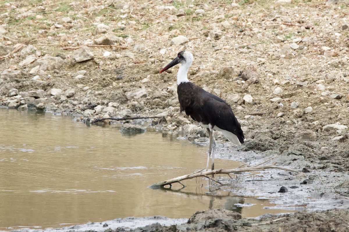 dunhalsstork - ML643441618