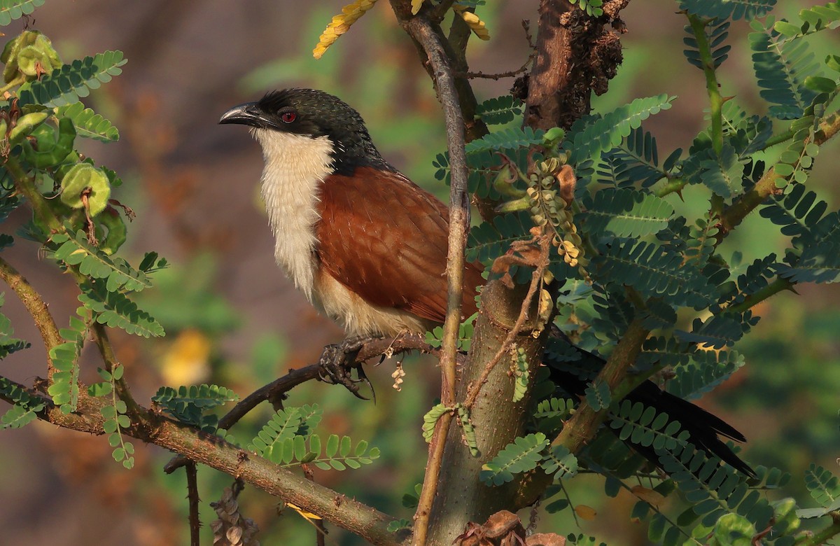 セネガルバンケン - ML643441619