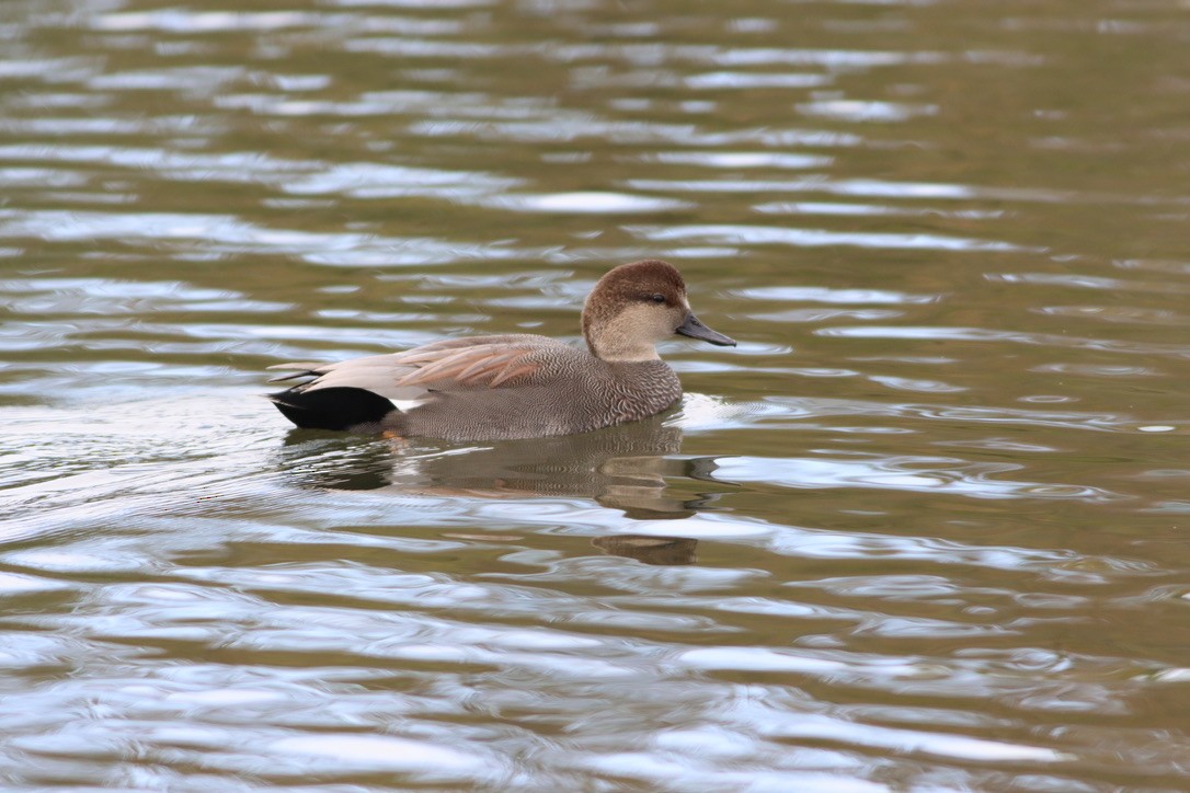 Gadwall - ML643441631