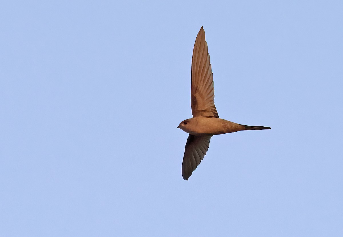 African Palm Swift - ML643441633