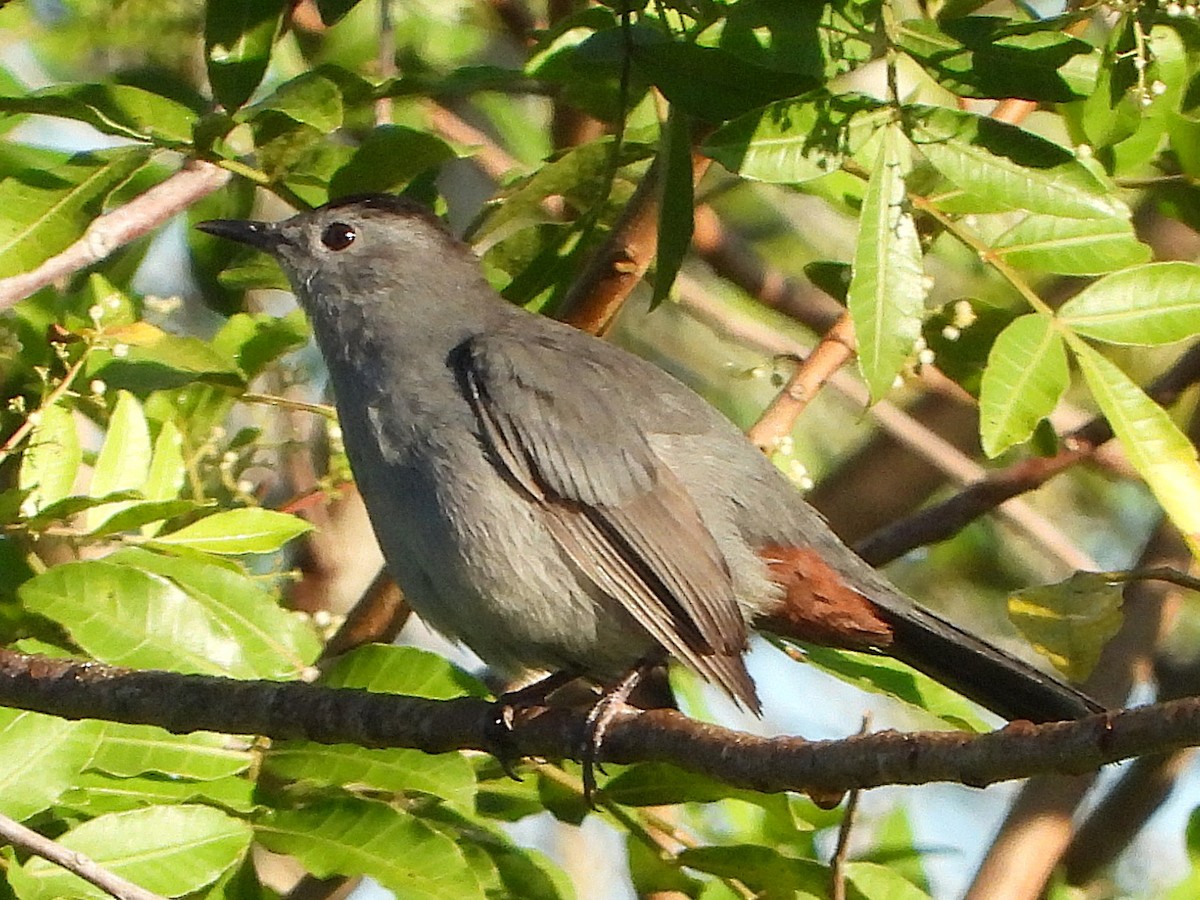 Gray Catbird - ML643441638
