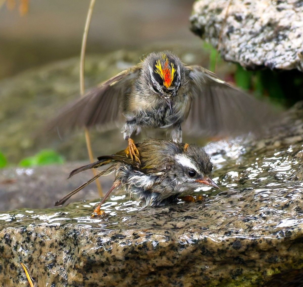 Golden-crowned Kinglet - ML643441639