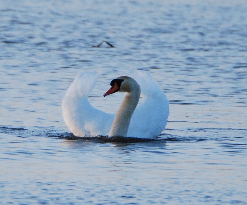 Mute Swan - ML643441640