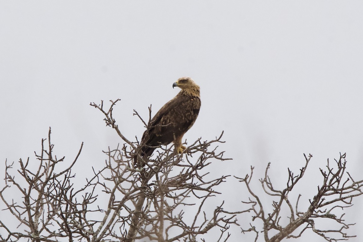 Tawny Eagle - ML643441641