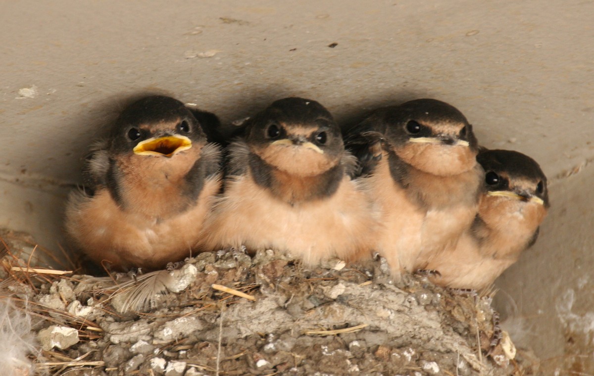 Barn Swallow - ML643441642