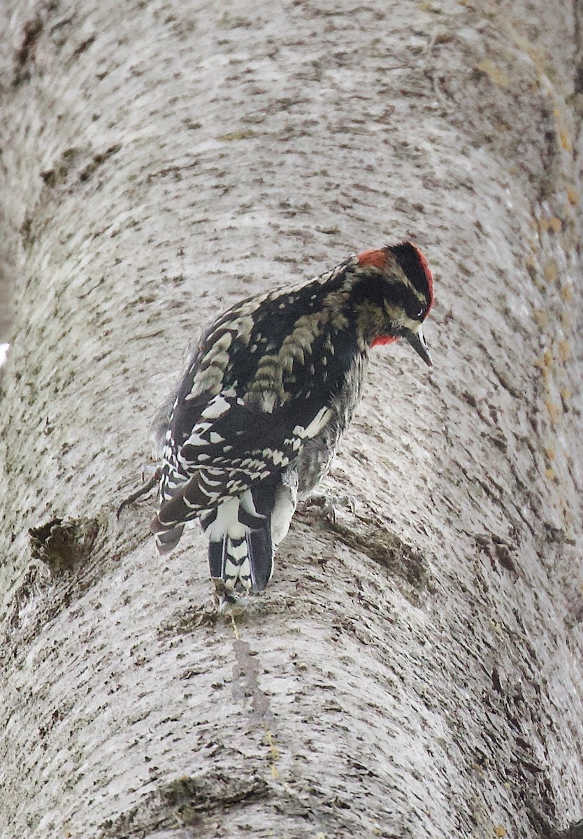 Red-naped Sapsucker - ML643441644