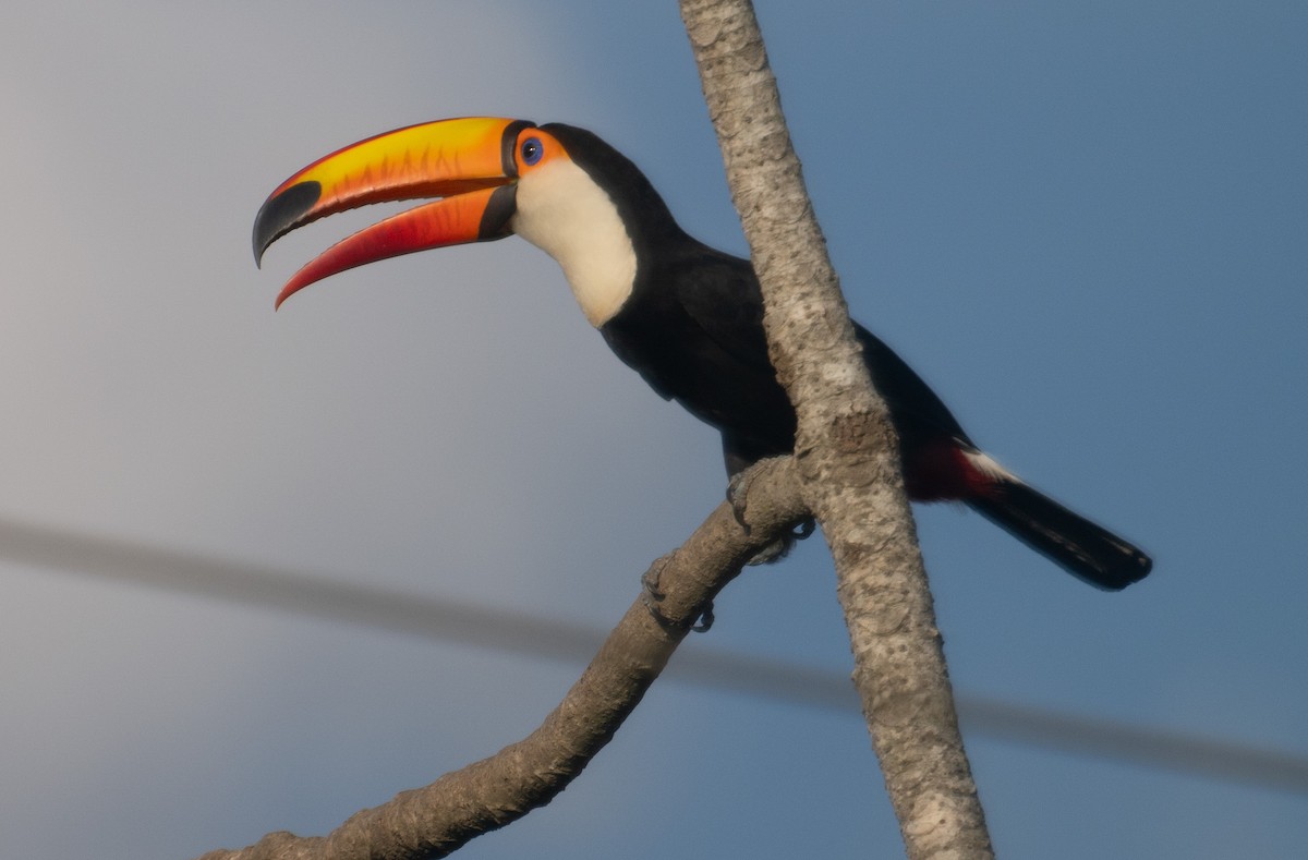 Toco Toucan - ML643441646