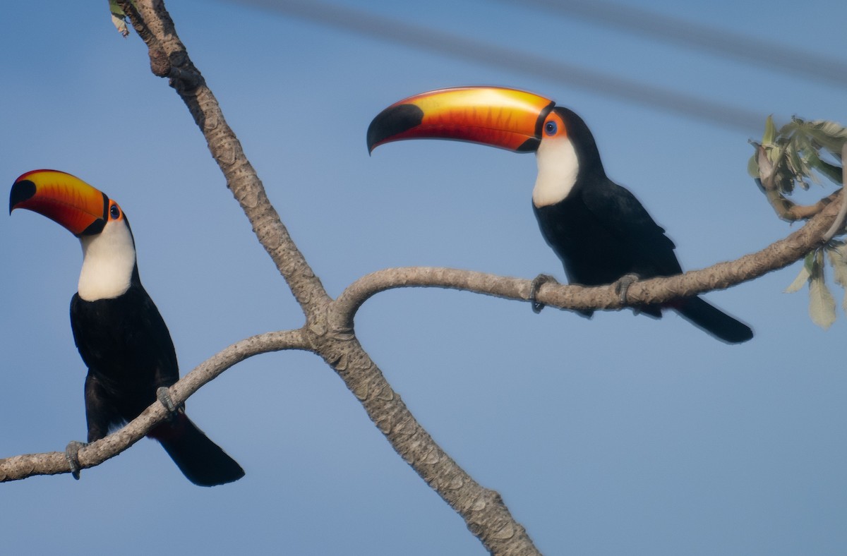 Toco Toucan - ML643441647
