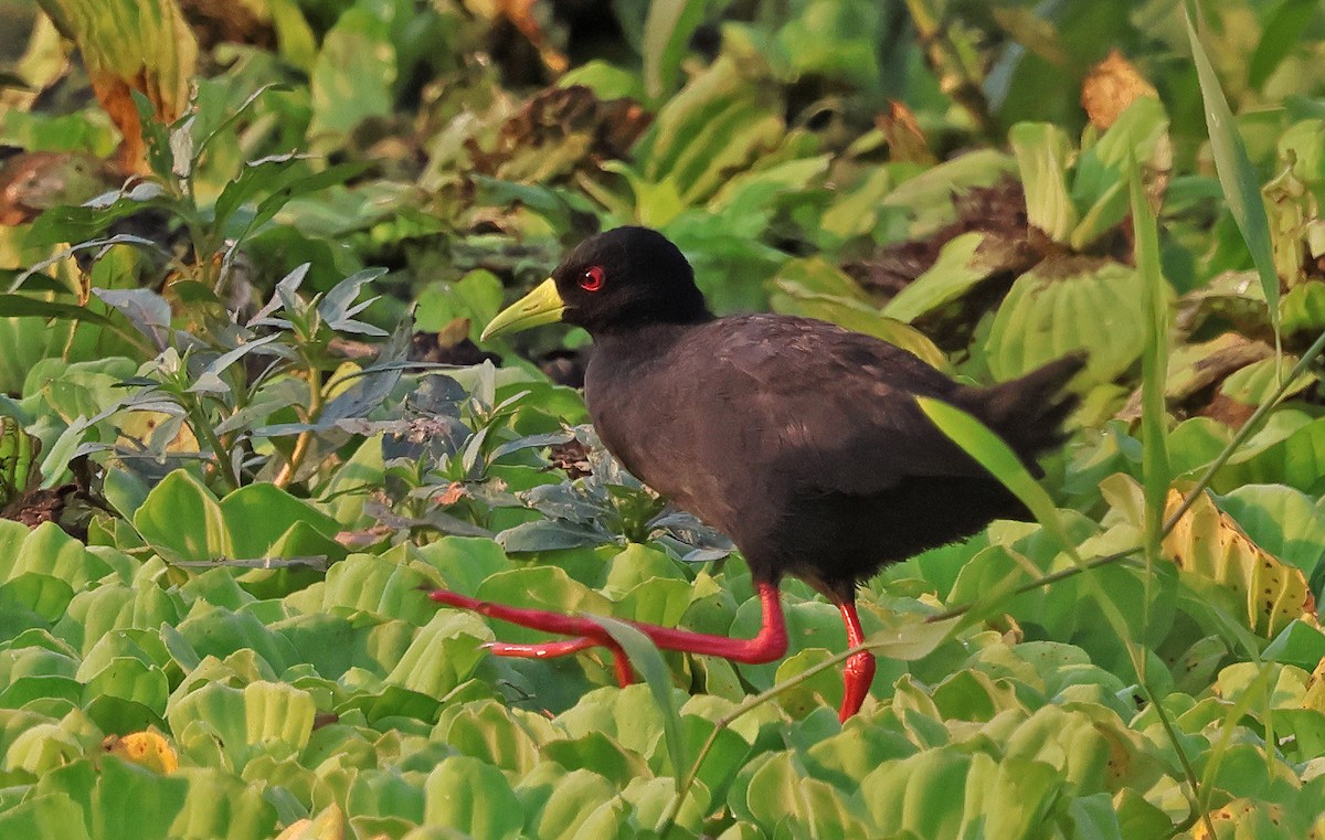 Black Crake - ML643441651