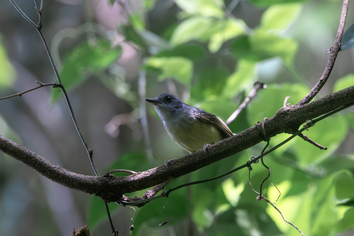 Olivgrau-Ameisenvogel - ML643441677