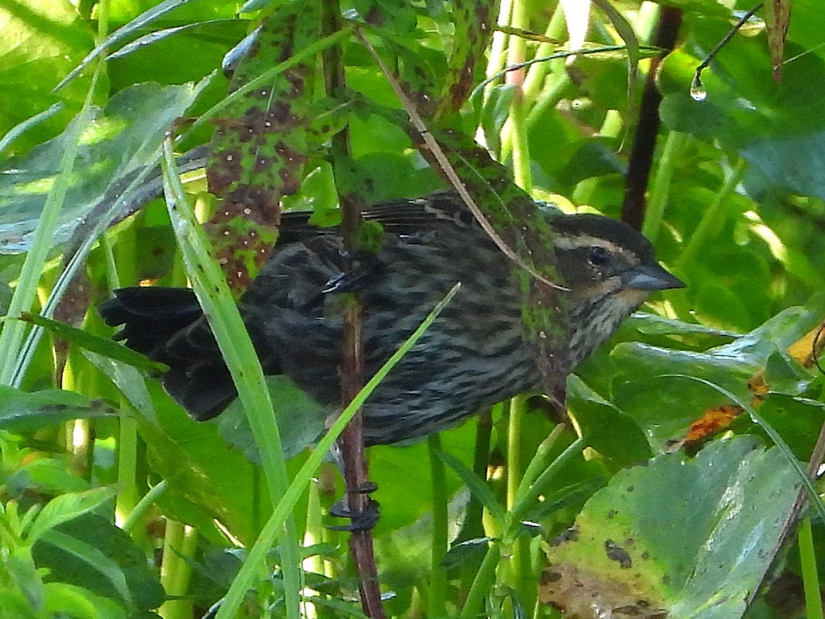 Red-winged Blackbird - ML643441683