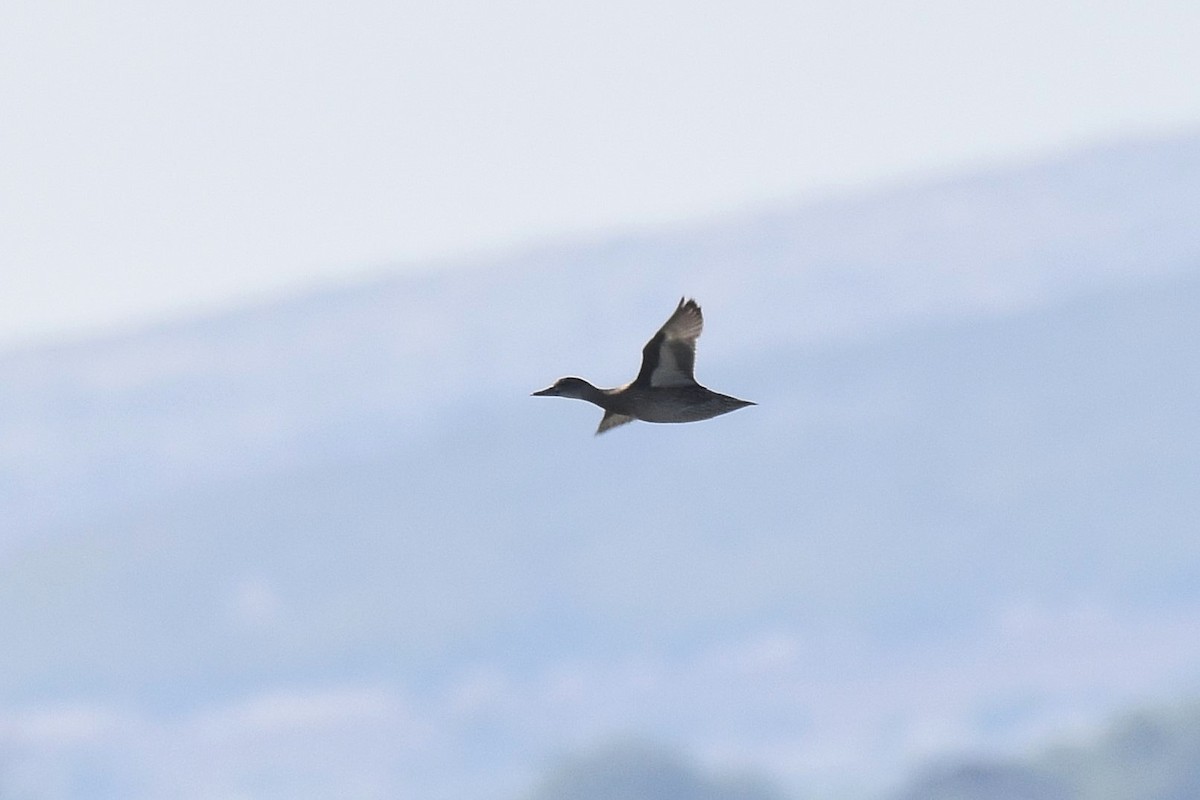 Garganey - ML643441685
