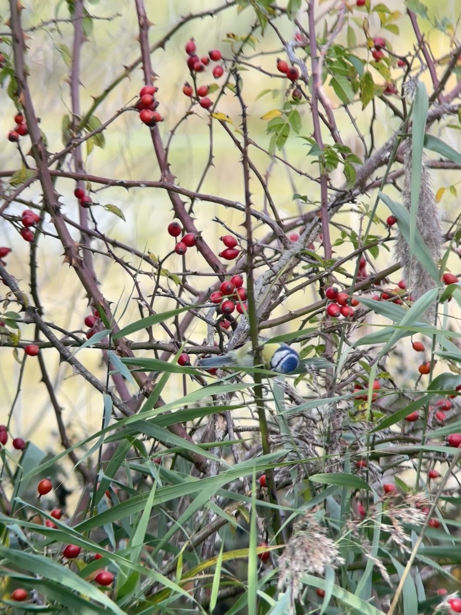 Eurasian Blue Tit - ML643441691