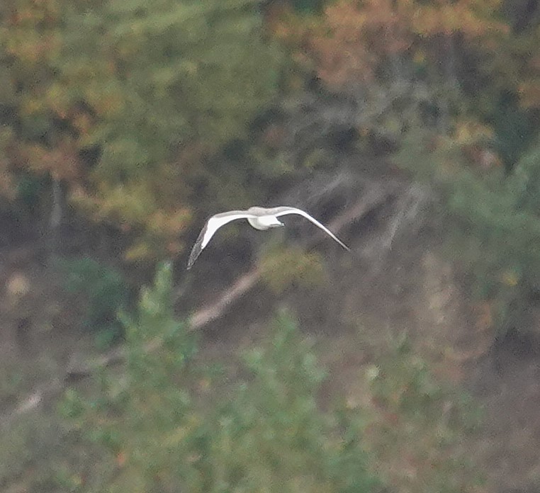 Sabine's Gull - ML643441694