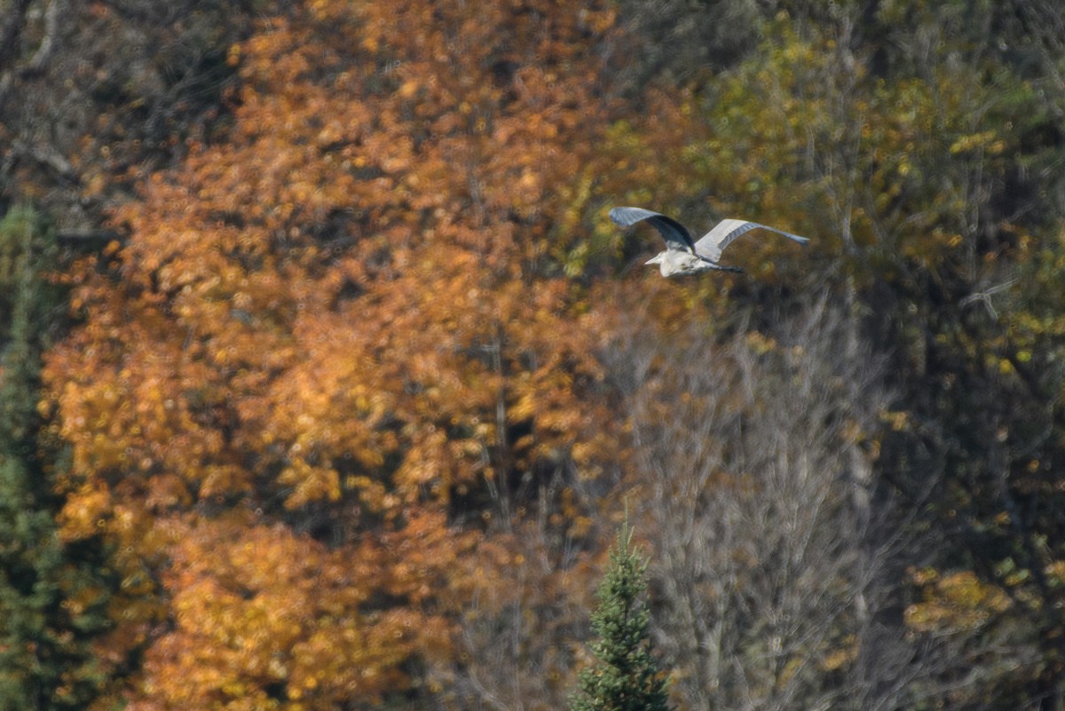 Great Blue Heron - ML643441701