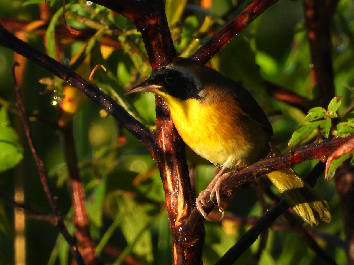 Common Yellowthroat - ML643441706