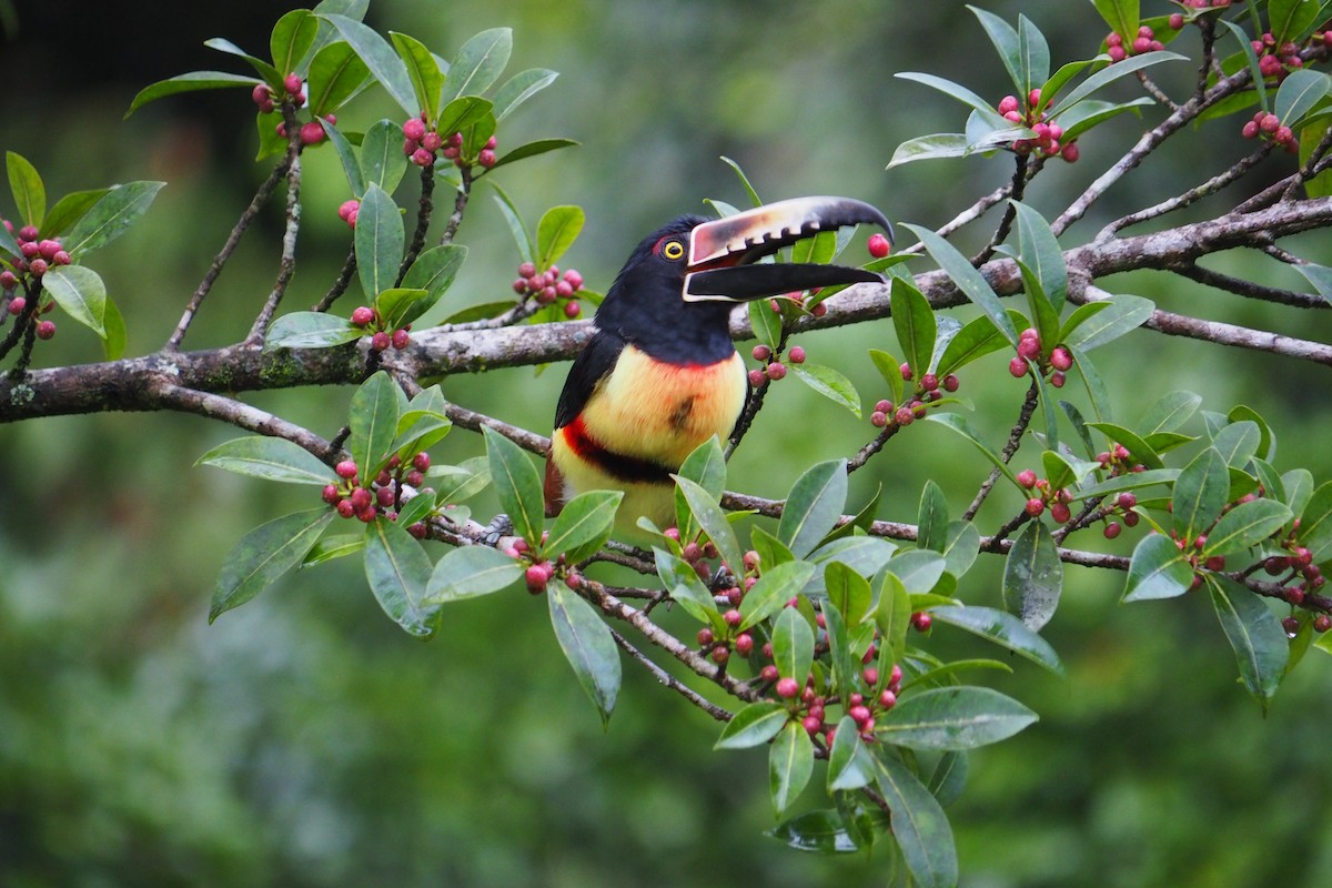 Collared Aracari - ML643441709