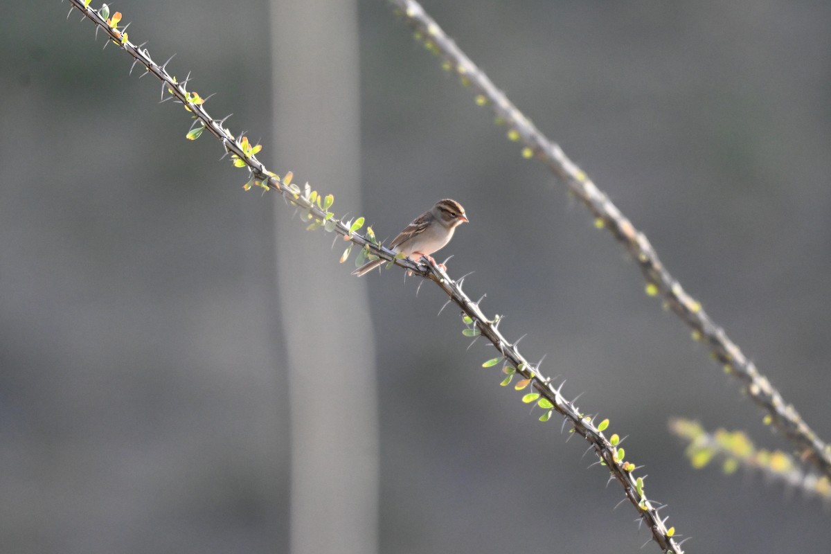 Chipping Sparrow - ML643441711