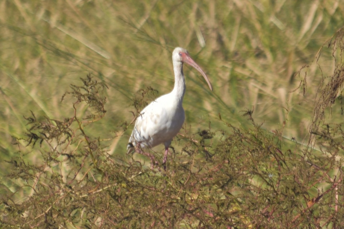 Ibis blanc - ML643441712
