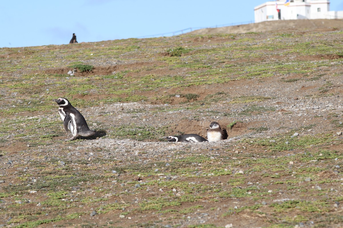 Magellanic Penguin - ML643441718