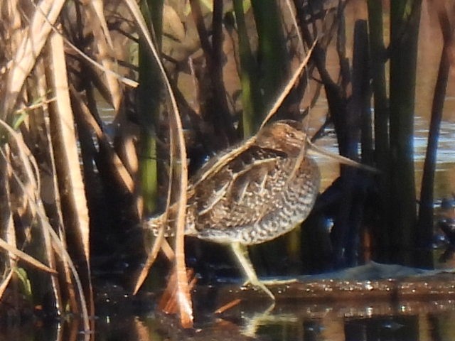 Wilson's Snipe - ML643441721