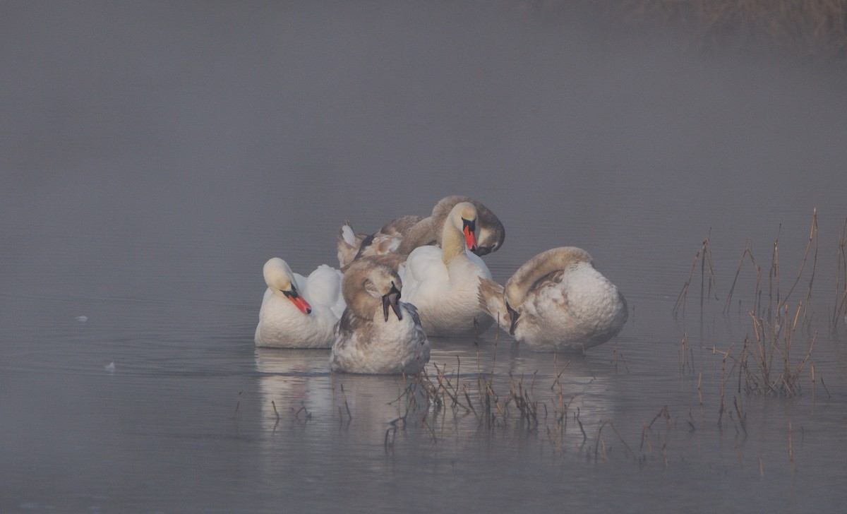 Mute Swan - ML643441732