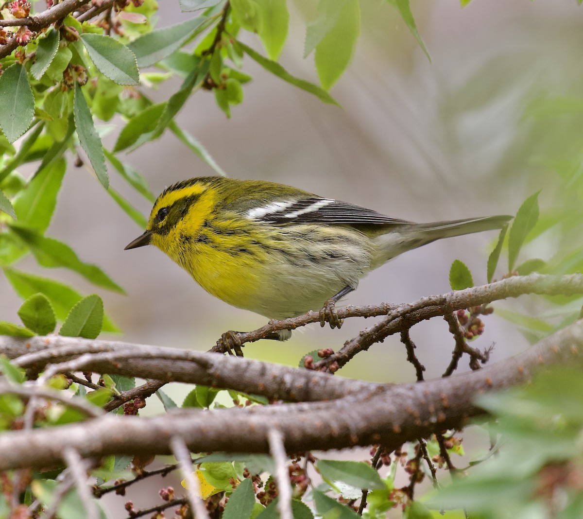 Townsend's Warbler - ML643441741