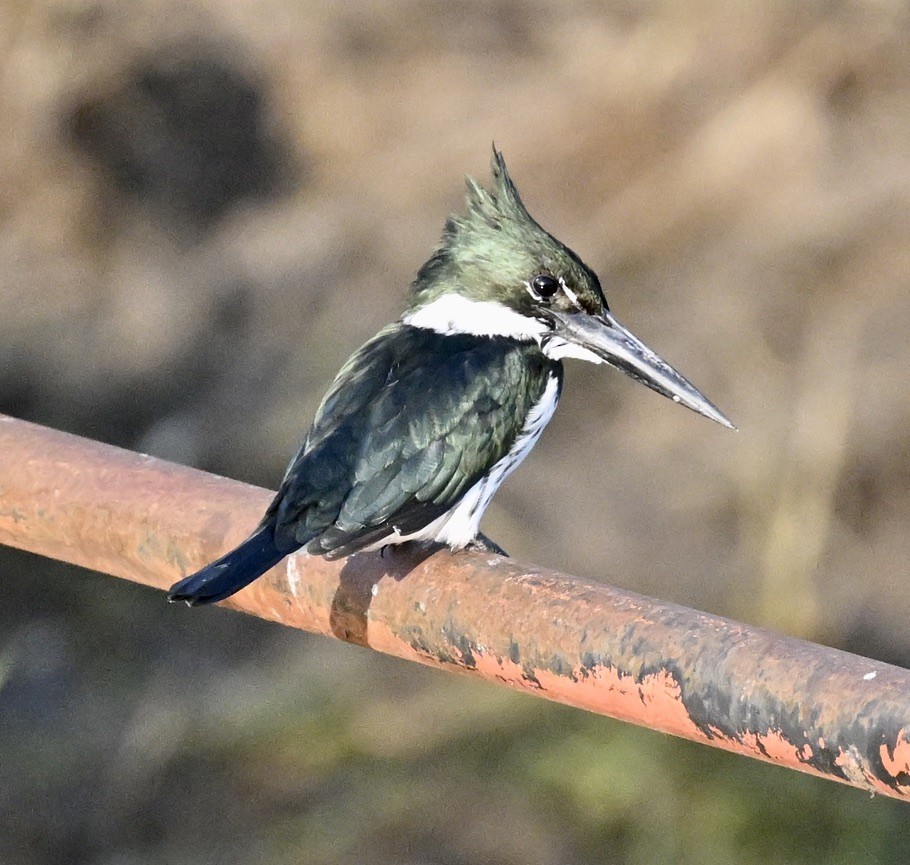 Amazon Kingfisher - ML643441760