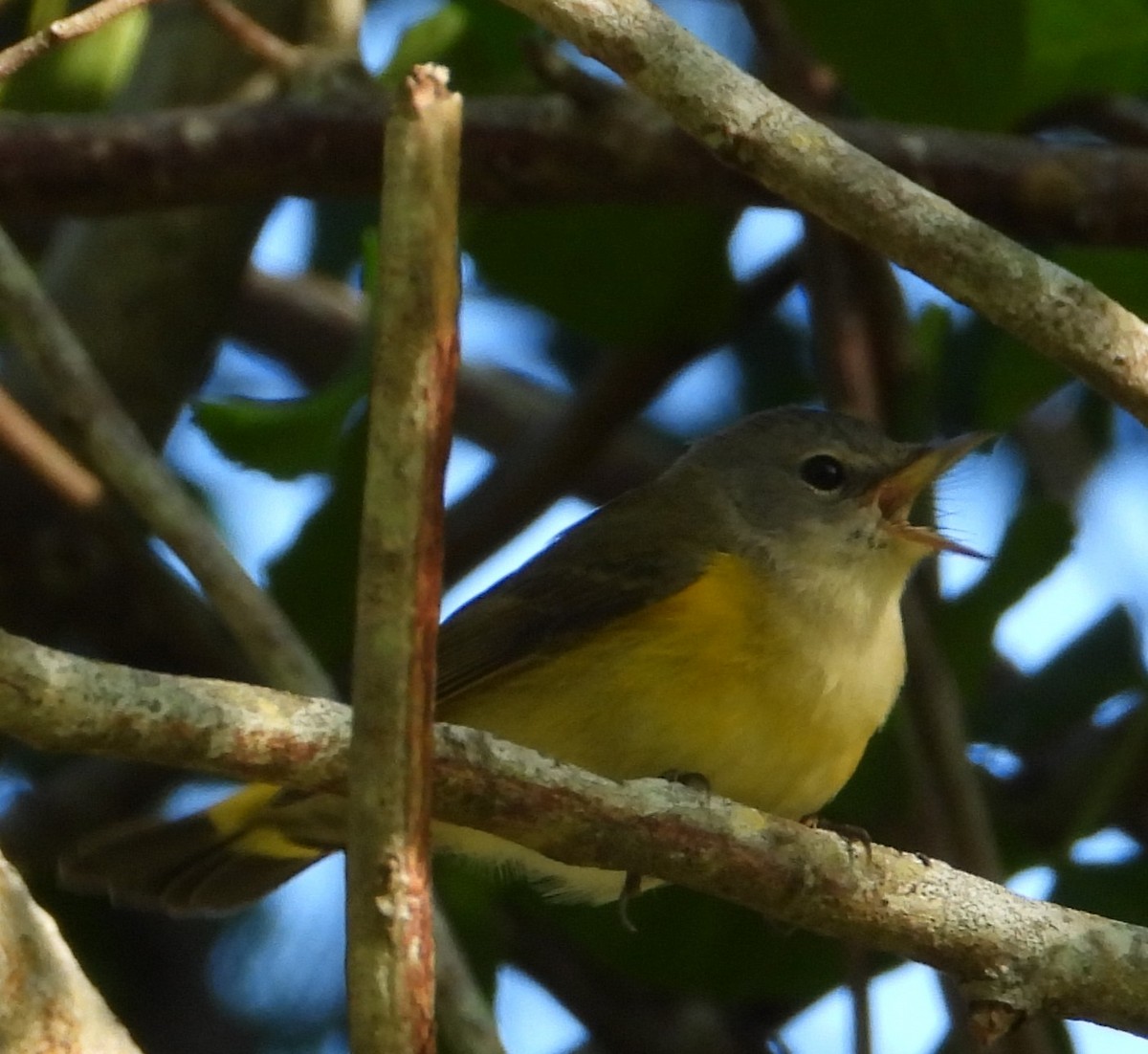 American Redstart - ML643441764