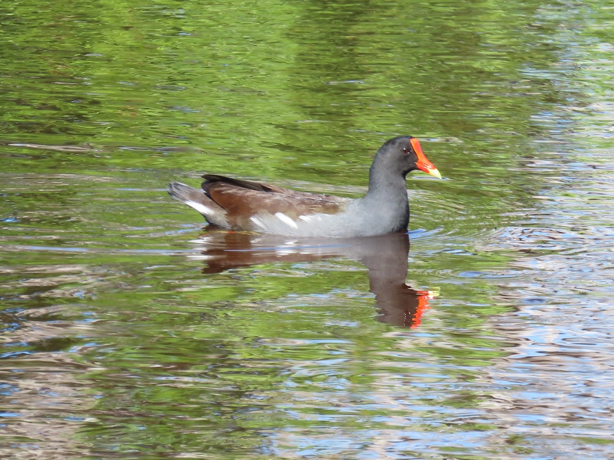 Gallinule d'Amérique - ML643441771