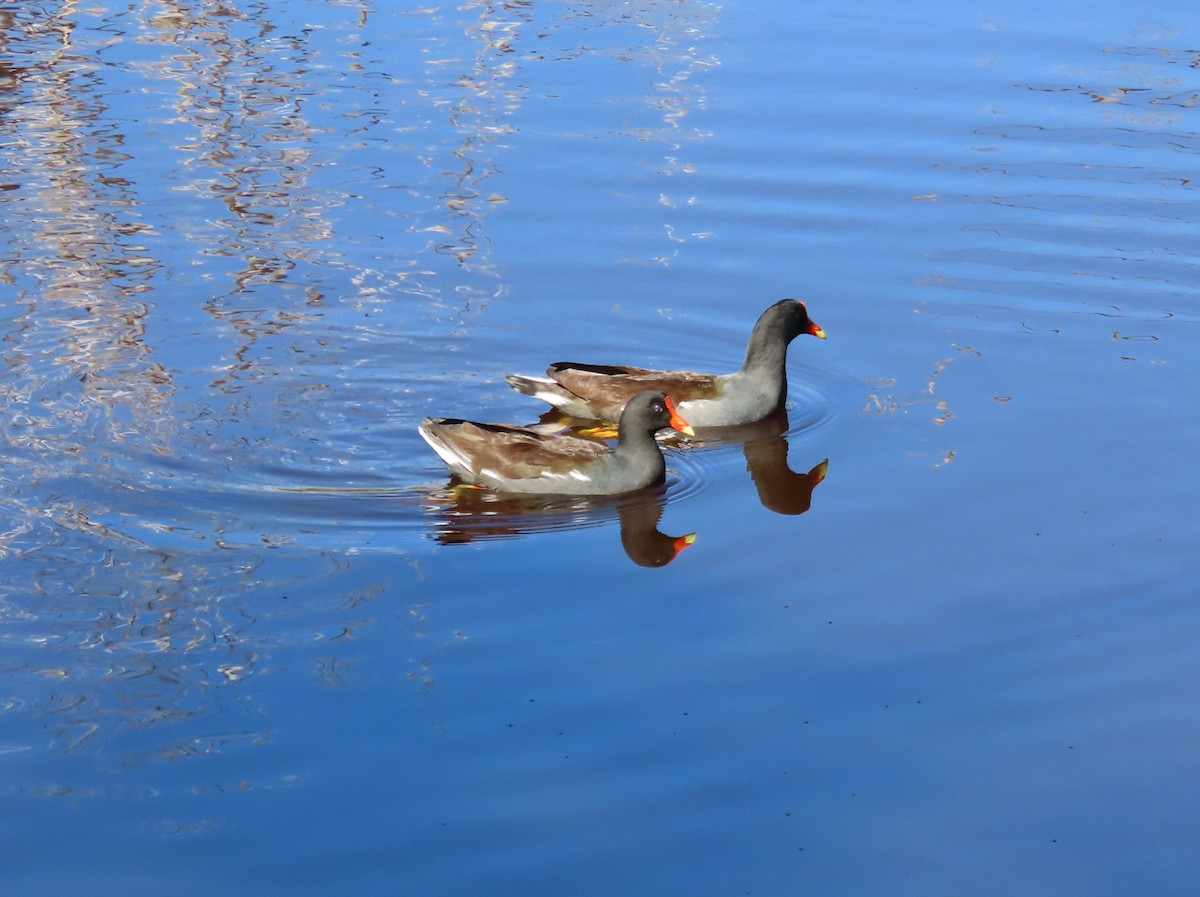 Gallinule d'Amérique - ML643441773