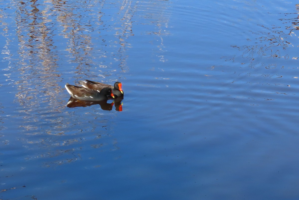 Gallinule d'Amérique - ML643441774