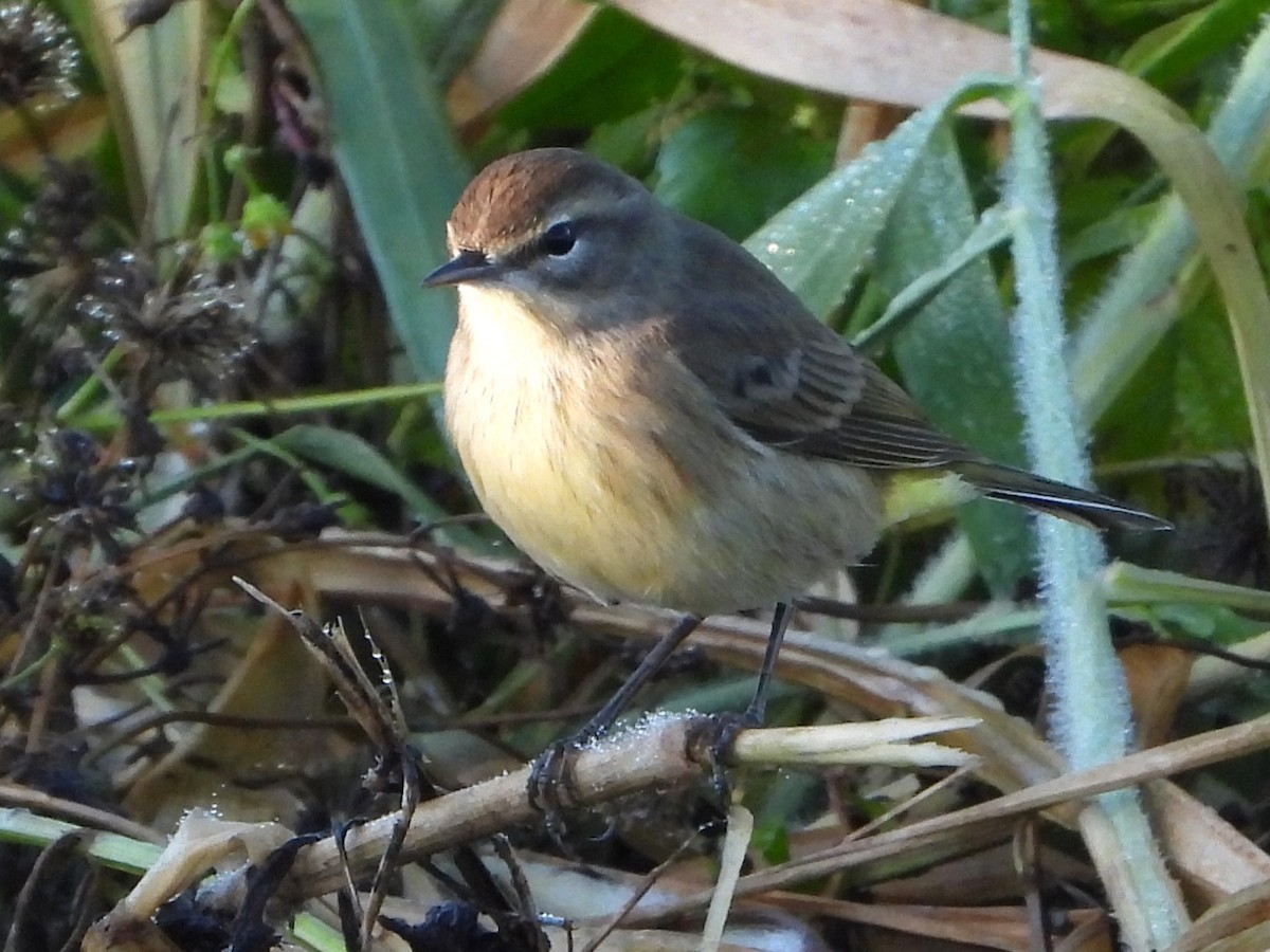 Palm Warbler - ML643441776
