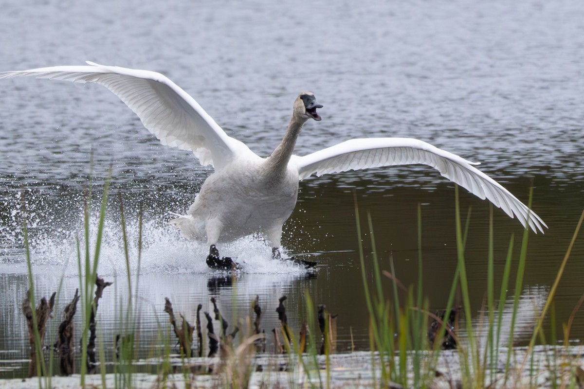 Trumpeter Swan - ML643441779
