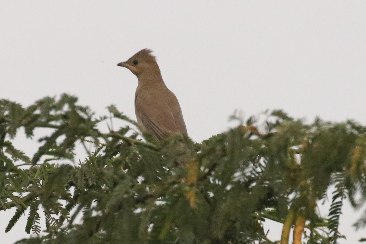 Hypocolius - ML643441780