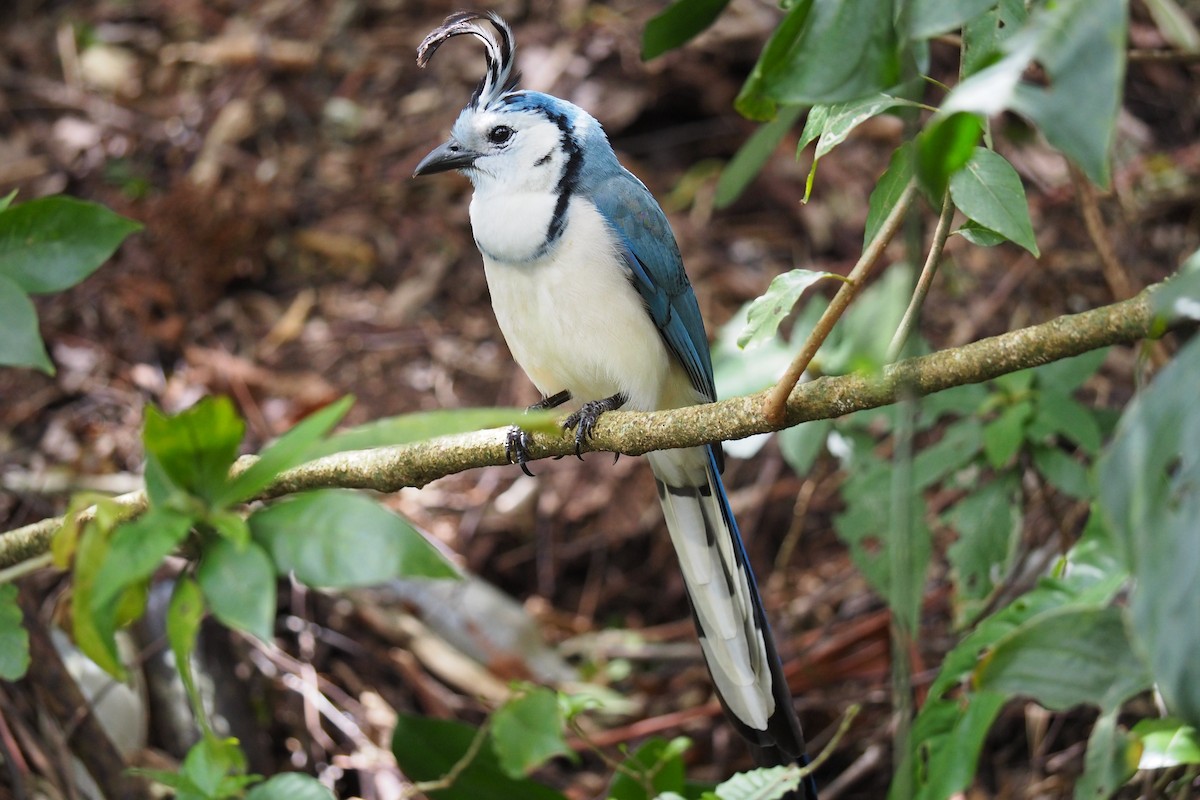 White-throated Magpie-Jay - ML643441794
