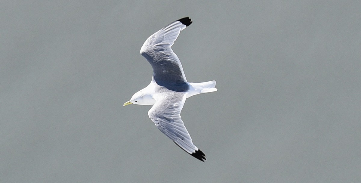 Black-legged Kittiwake - ML643441805