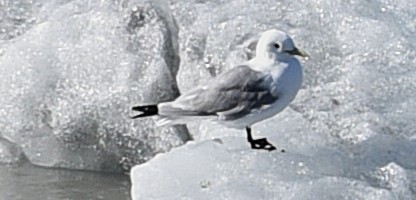 Black-legged Kittiwake - ML643441806