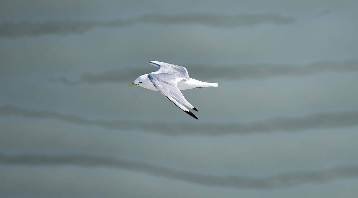 Black-legged Kittiwake - ML643441807