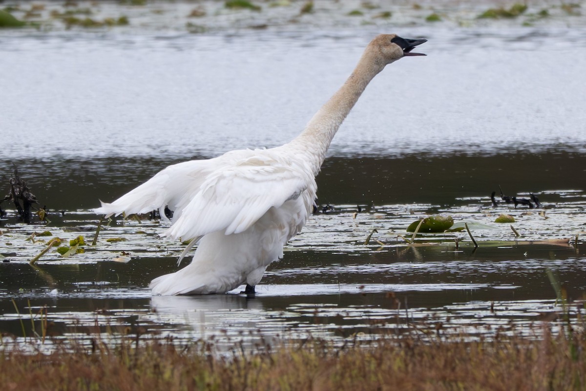 Trumpeter Swan - ML643441809
