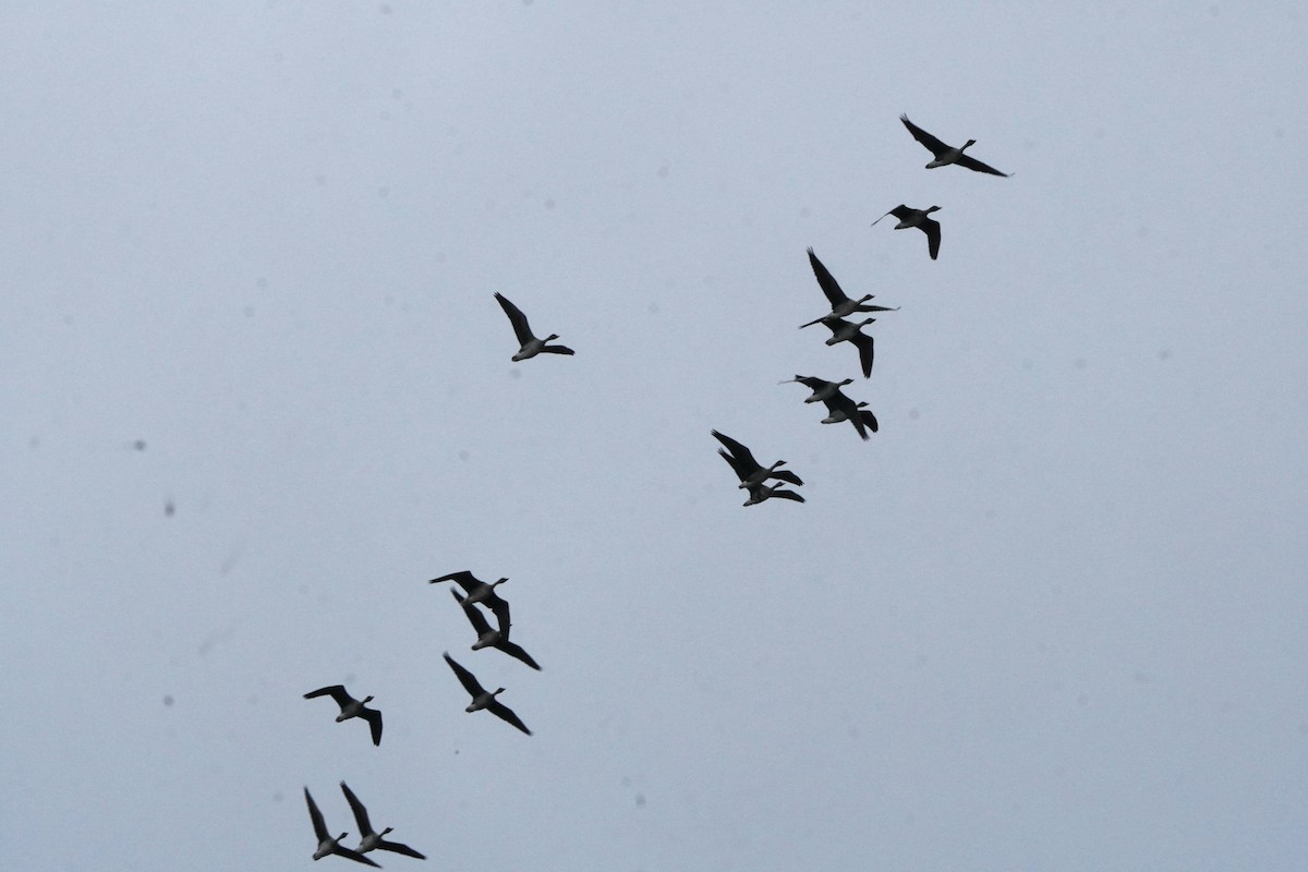 Taiga/Tundra Bean-Goose - ML643441810