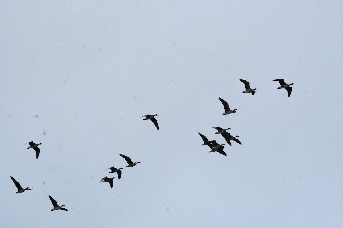 Taiga/Tundra Bean-Goose - ML643441811