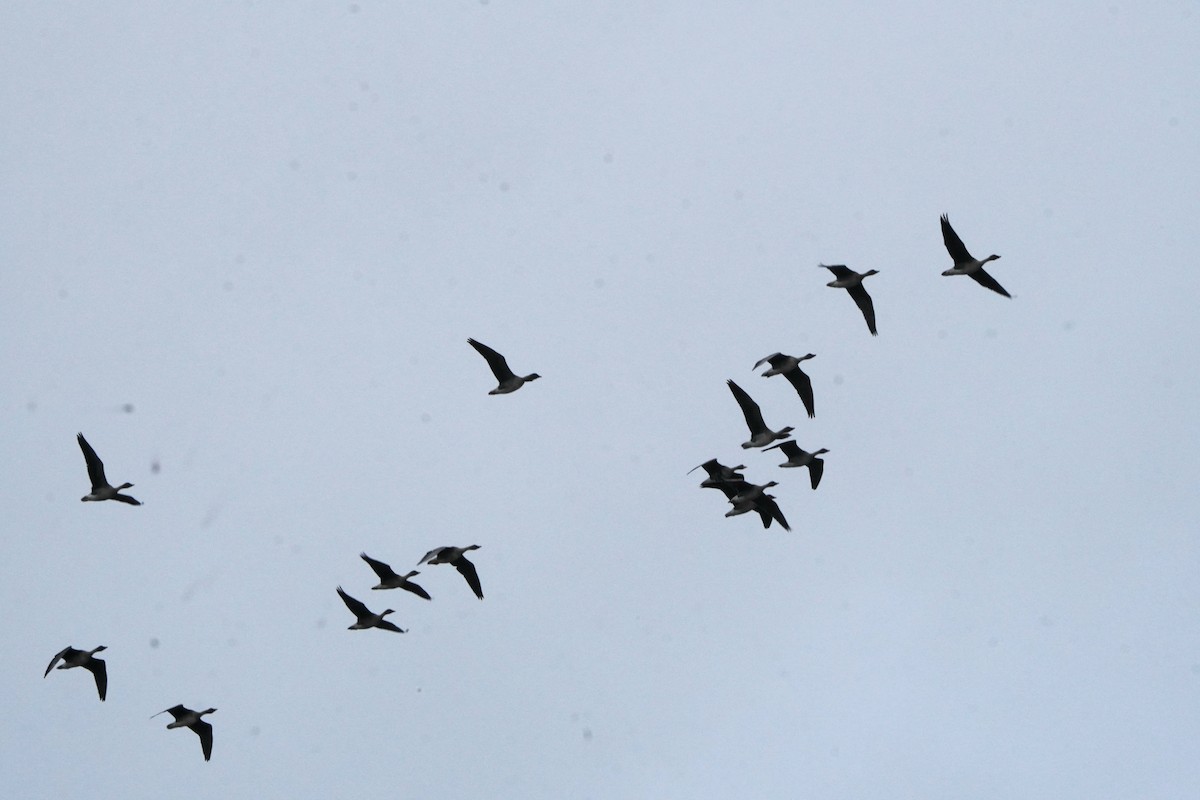 Taiga/Tundra Bean-Goose - ML643441812