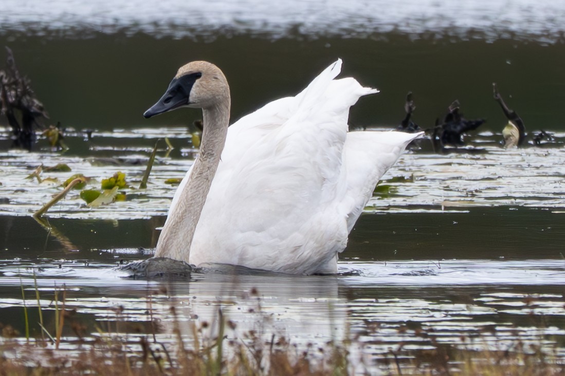 Trumpeter Swan - ML643441821