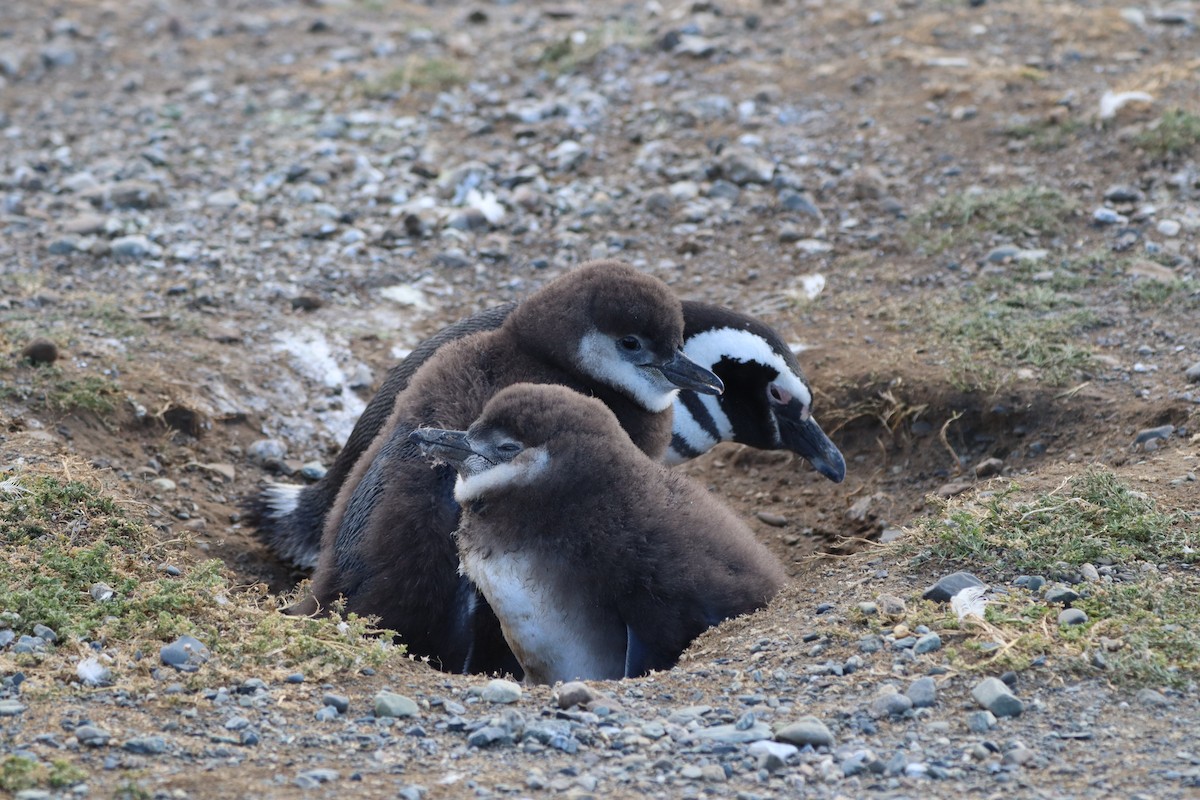 Magellanic Penguin - ML643441832